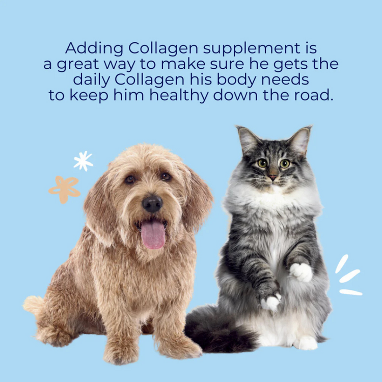 Nippi Collagen for Dogs Starter Pack/40g