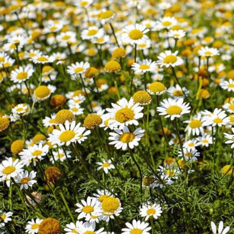 Four Cow Farm Calendula Remedy