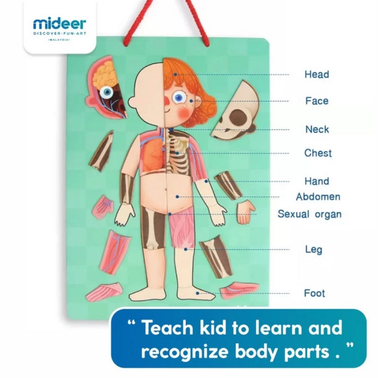 Mideer Body Magnet Puzzle 7 Languages (90 Pcs) (6Y+)