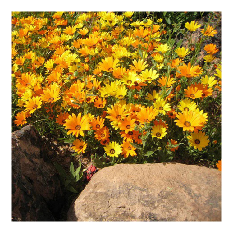 Four Cow Farm Calendula Remedy