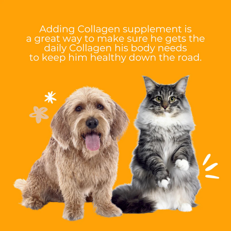 Nippi Collagen for Cats 40g