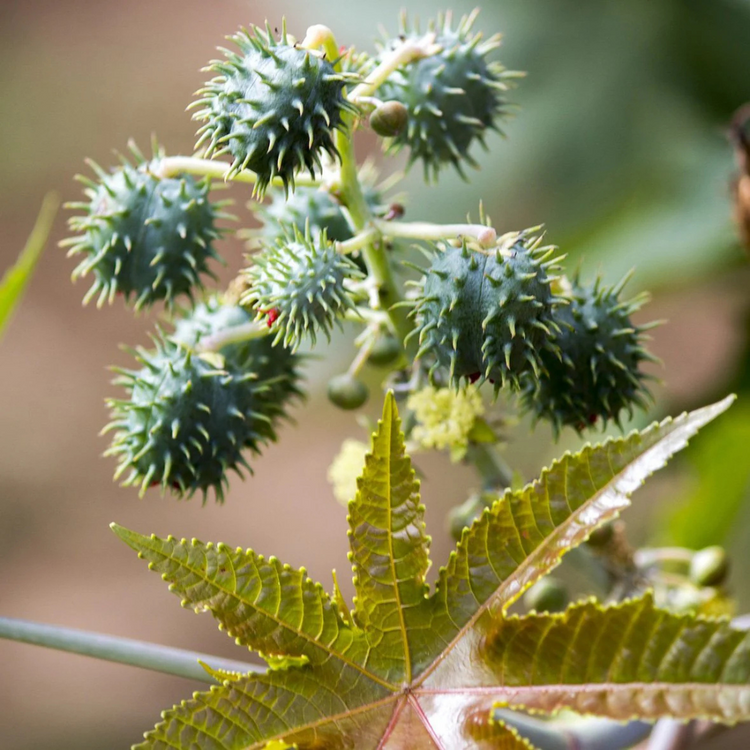 Four Cow Farm Tea Tree Remedy