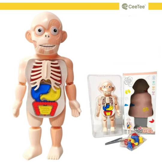 Ceetee Human Body Anatomy Model 3y+