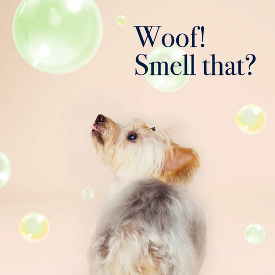 Bell & Collar Neem + Lemongrass natural pet shampoo 350ml : Anti-bacterial and soothes irritated skin.