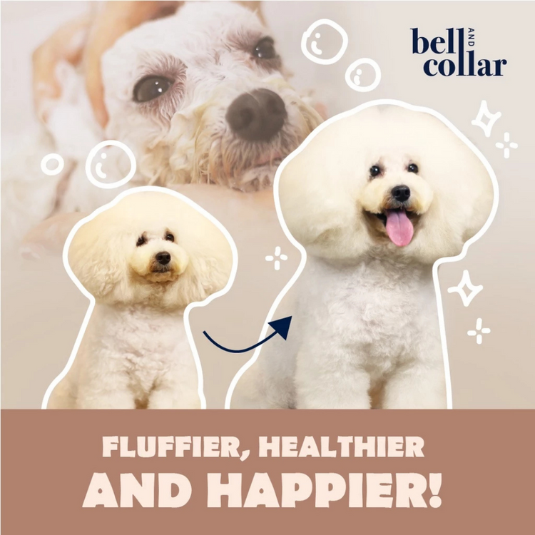 Bell & Collar Wheat + Orange natural pet shampoo 350ml : Fur color enhancing and deodorizing.