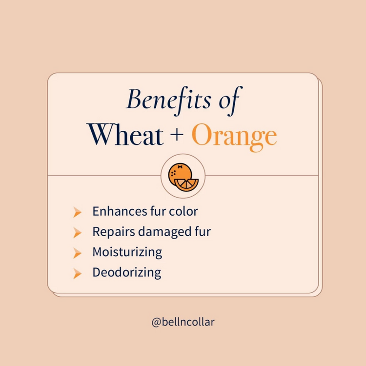 Bell & Collar Wheat + Orange natural pet shampoo 350ml : Fur color enhancing and deodorizing.