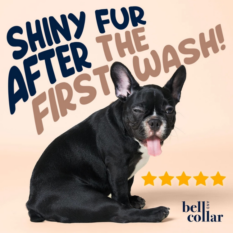 Bell & Collar Wheat + Orange natural pet shampoo 350ml : Fur color enhancing and deodorizing.