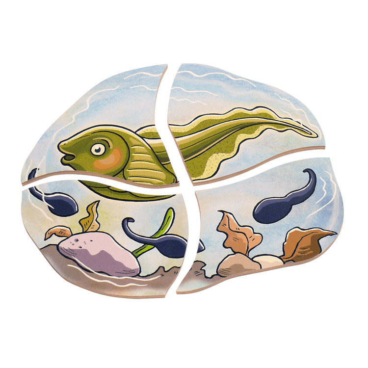 Beleduc Life Cyle Layer Puzzle (Frog) (4Y+)