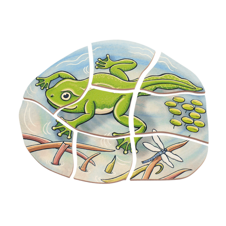 Beleduc Life Cyle Layer Puzzle (Frog) (4Y+)