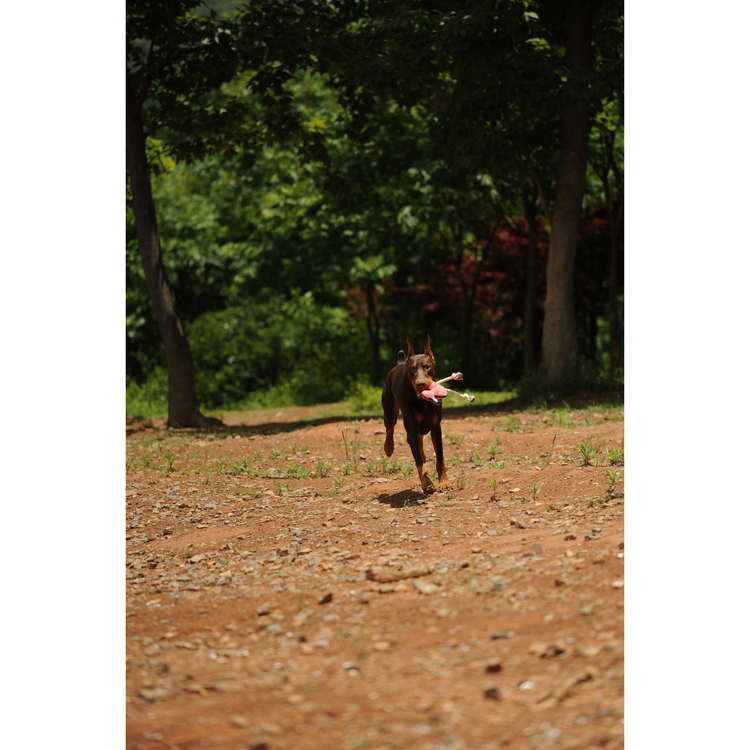 V-Pet Rough & Tough Toys - Welcome to the Jungle - Flamingo M