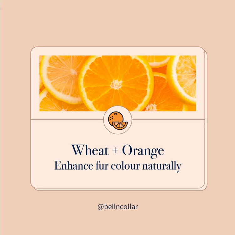 Bell & Collar Wheat + Orange natural pet shampoo 350ml : Fur color enhancing and deodorizing.