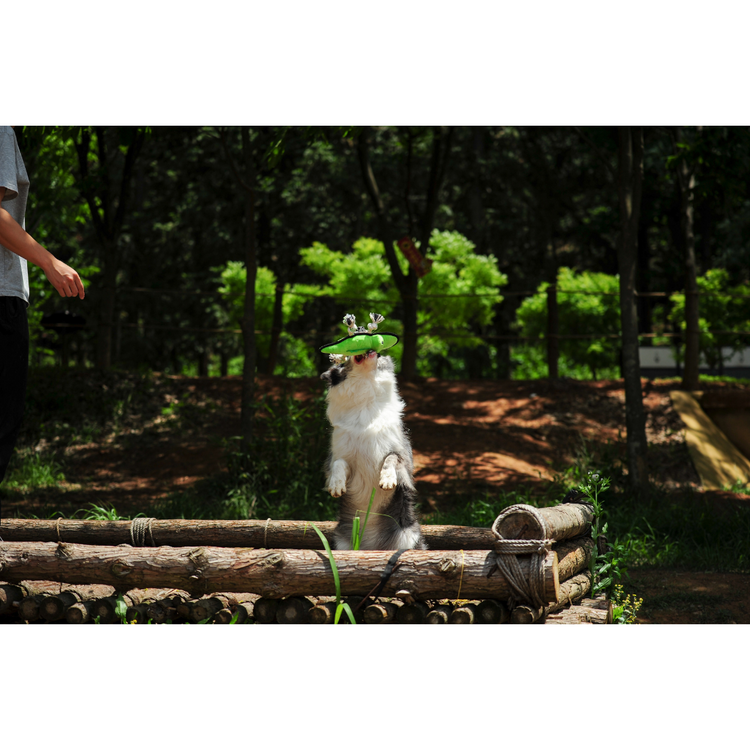 V-Pet Rough & Tough Toys - Welcome to the Jungle - Alligator M