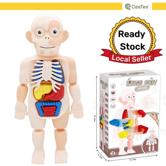 Ceetee Human Body Anatomy Model 3y+