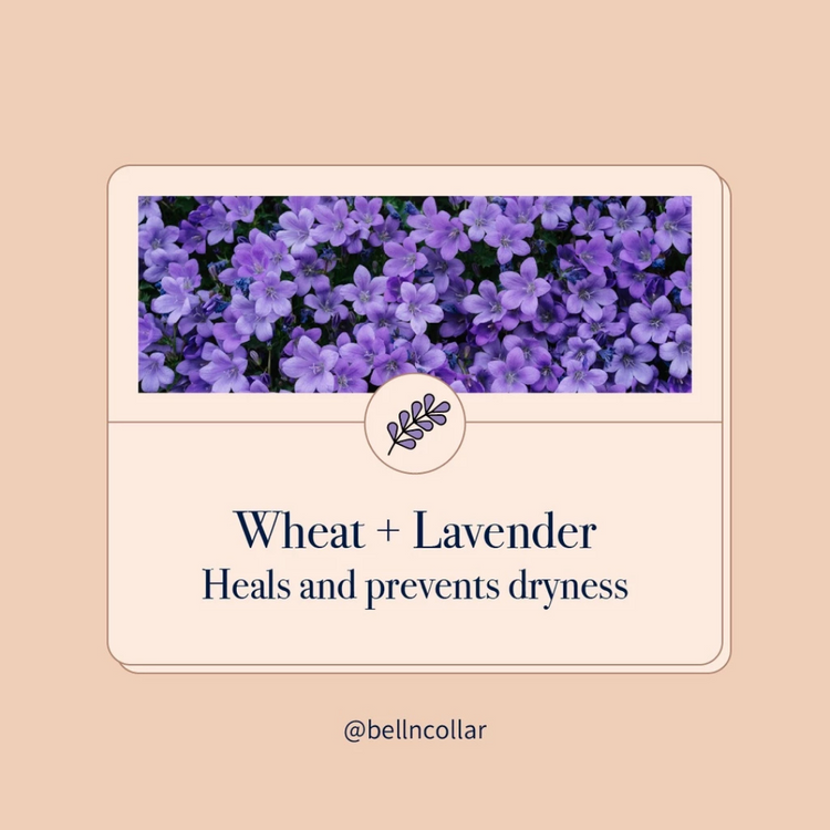 Bell & Collar Wheat + Lavender natural pet shampoo 350ml : itch relief/sensitive skin/anti flea