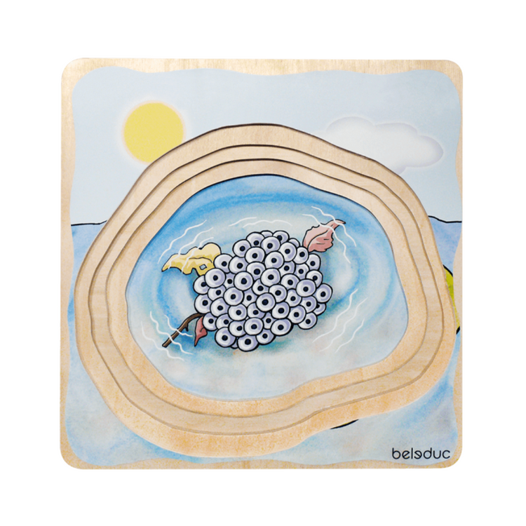 Beleduc Life Cyle Layer Puzzle (Frog) (4Y+)