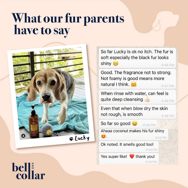 Bell & Collar Wheat + Lavender natural pet shampoo 350ml : itch relief/sensitive skin/anti flea