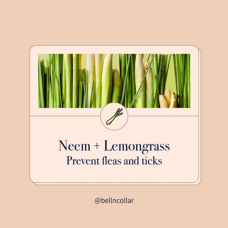 Bell & Collar Neem + Lemongrass natural pet shampoo 350ml : Anti-bacterial and soothes irritated skin.