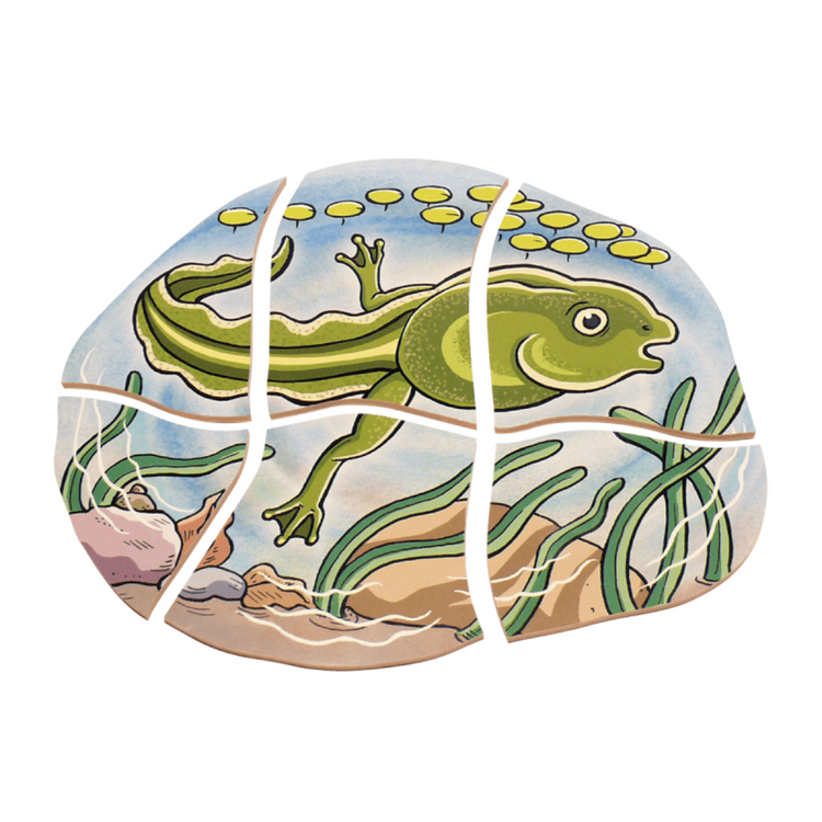 Beleduc Life Cyle Layer Puzzle (Frog) (4Y+)