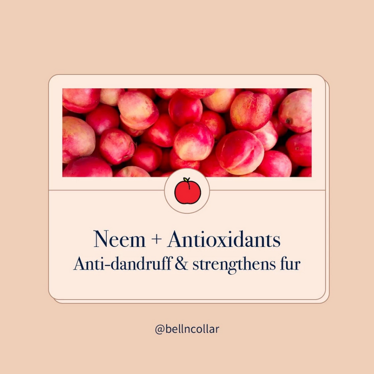 Bell & Collar Neem + Anti-Oxidants Natural Flea & Tick Shampoo for pets 350ml (for skin problems, suitable for daily use)