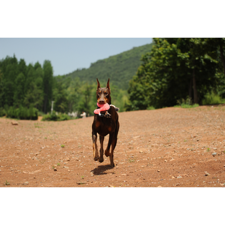 V-Pet Rough & Tough Toys - Welcome to the Jungle - Flamingo M